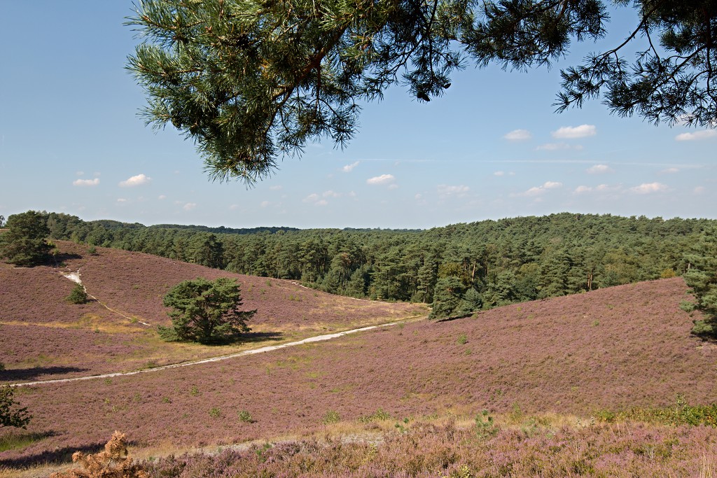 Brunssummerheide heide hei natuurgebied natuurmonumenten natuur recreatiegebied hdr limburg heidelandschap landschap sterrenwacht